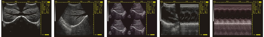V-20掌上B型超聲診斷儀(動(dòng)物版)一流的數(shù)字成像技術(shù)，圖像更清晰